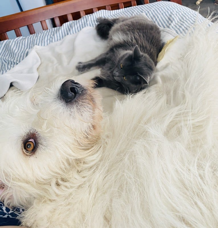 Phinehas, a Great Pyrenees and Komondor mix tested with EmbarkVet.com