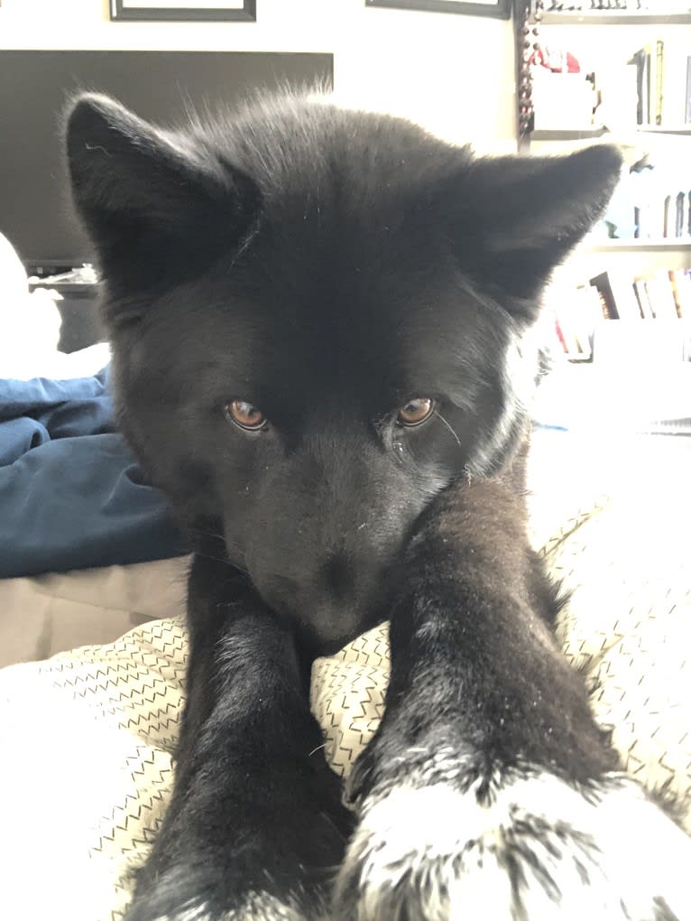 Oliver, a Siberian Husky and Labrador Retriever mix tested with EmbarkVet.com