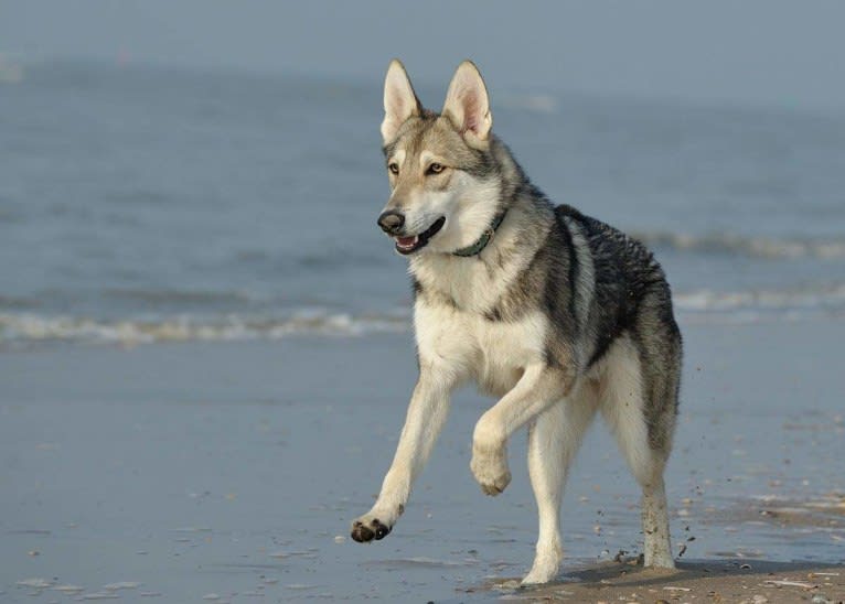 Enya, a Saarloos Wolfdog tested with EmbarkVet.com