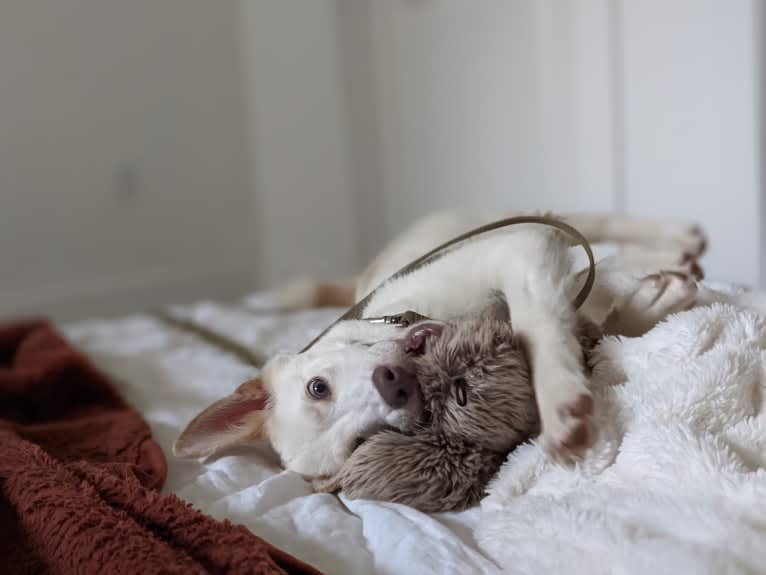 Summit, a Siberian Husky and American Pit Bull Terrier mix tested with EmbarkVet.com