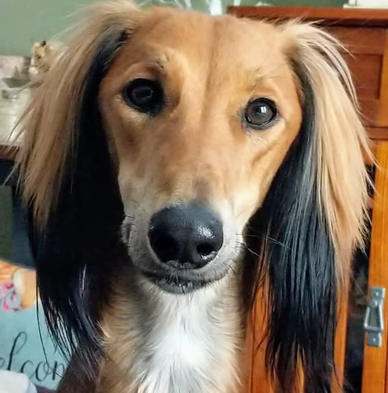 Chromie, a Saluki tested with EmbarkVet.com