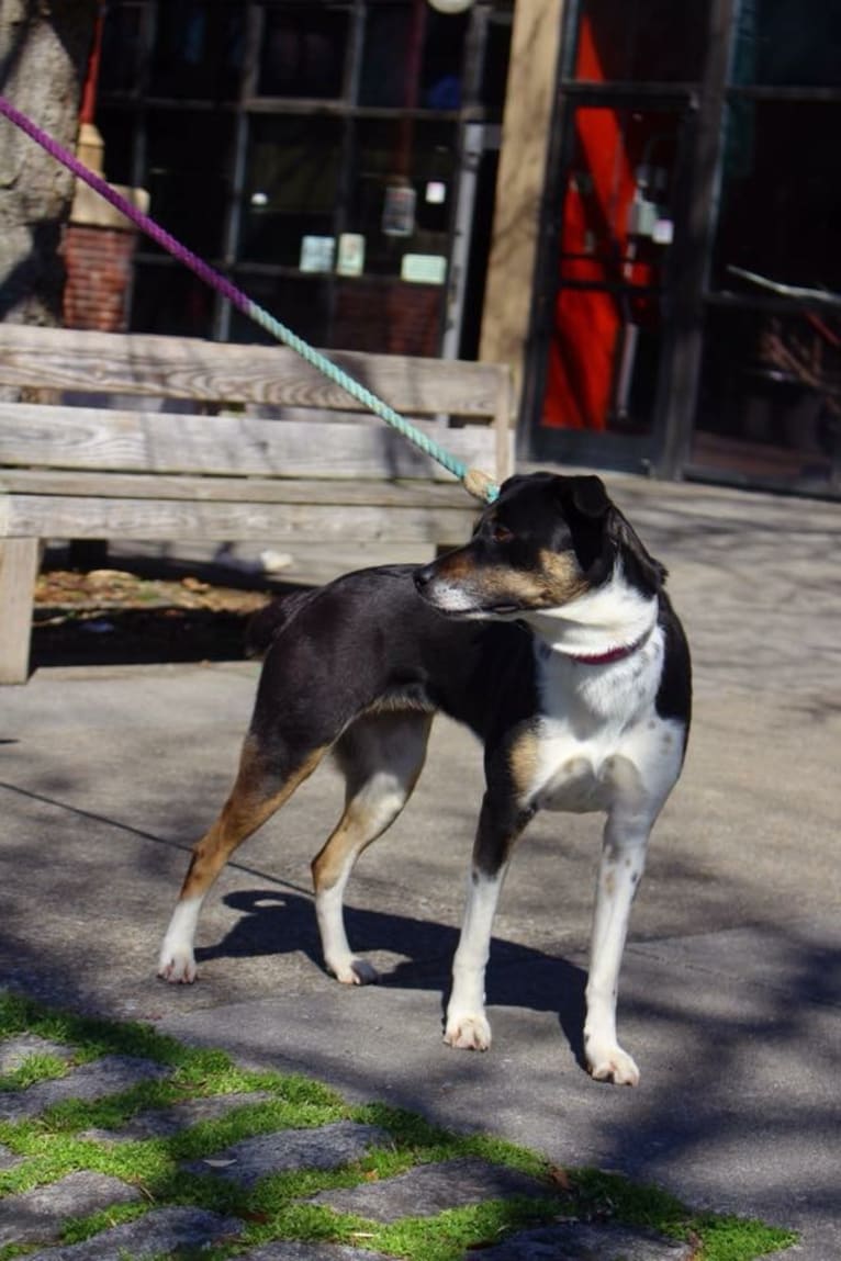 Gypsy, a Siberian Husky and American Pit Bull Terrier mix tested with EmbarkVet.com