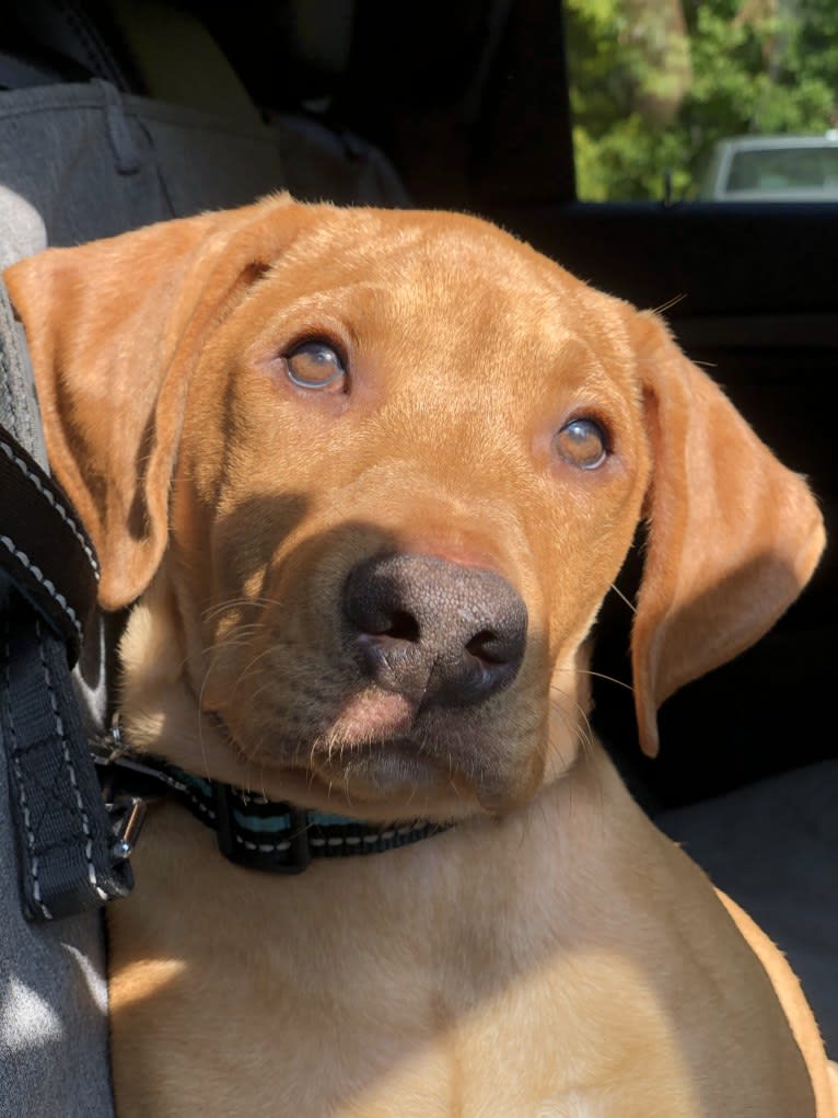 Murphy, a Pointer and Labrador Retriever mix tested with EmbarkVet.com