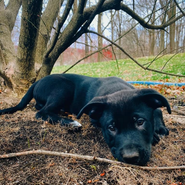 Mooshie, an American Pit Bull Terrier and German Shepherd Dog mix tested with EmbarkVet.com