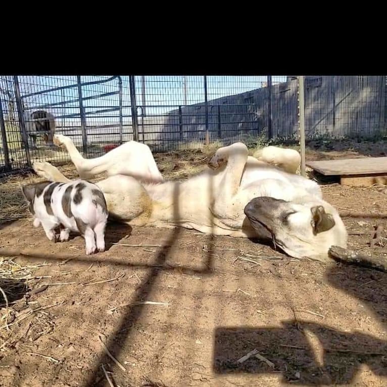 Ziva the Diva, an Anatolian Shepherd Dog tested with EmbarkVet.com