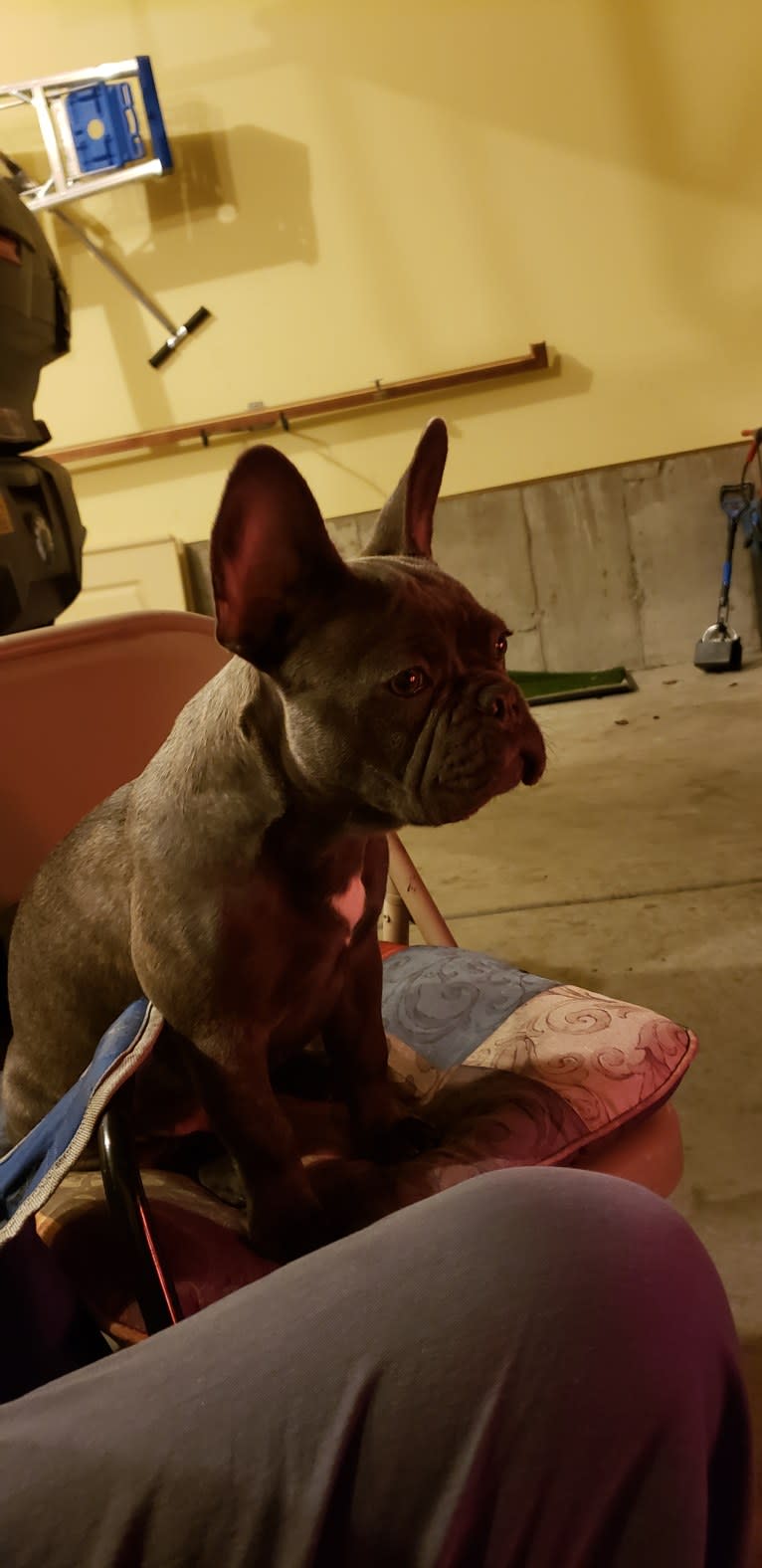 Diesel D, a French Bulldog tested with EmbarkVet.com