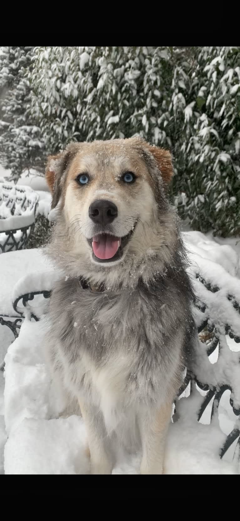 Tyson, a Golden Retriever and Siberian Husky mix tested with EmbarkVet.com