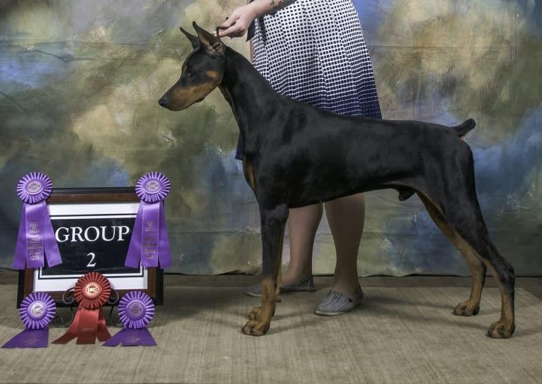 Fate, a Doberman Pinscher tested with EmbarkVet.com