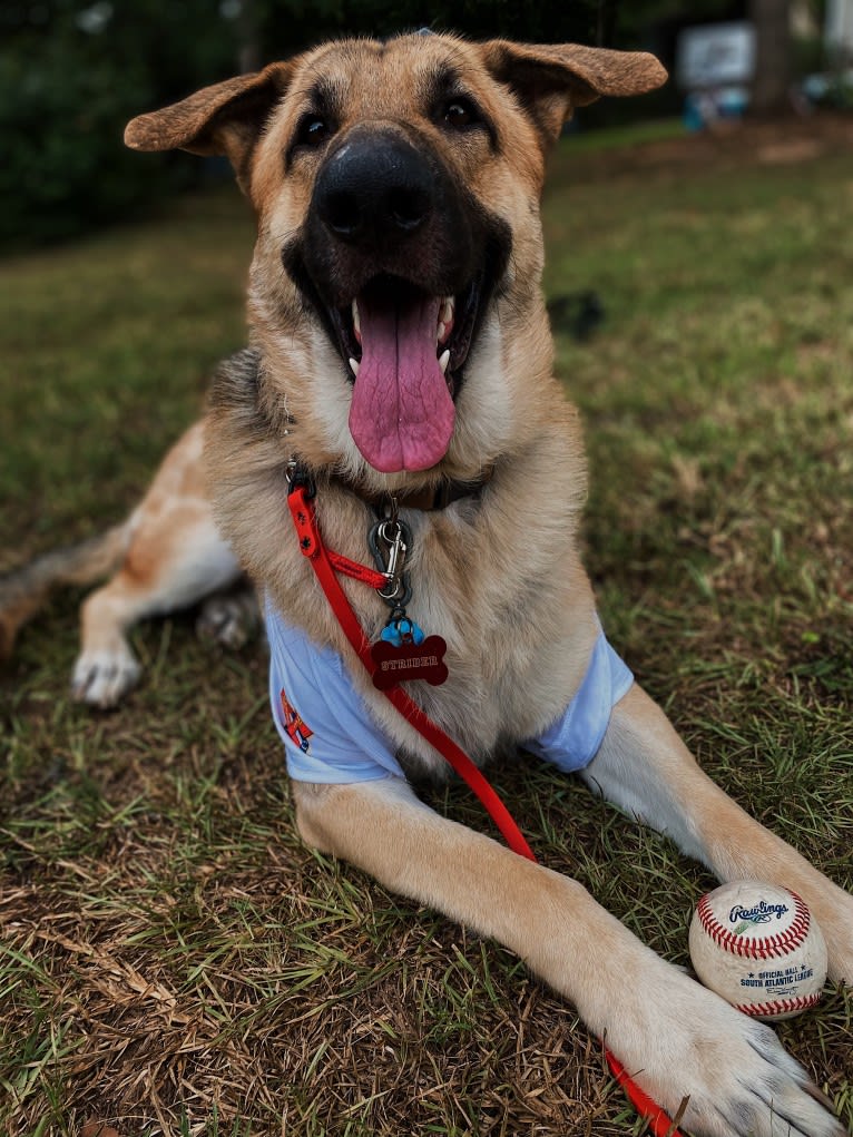 Strider, a German Shepherd Dog tested with EmbarkVet.com