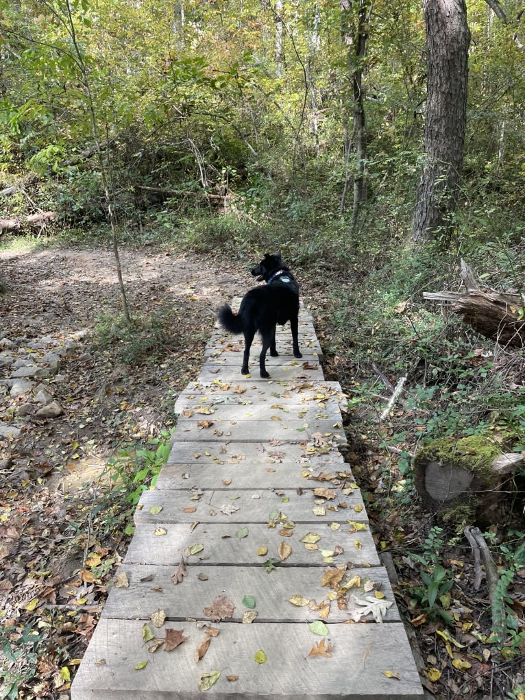 Ziggy, an Australian Cattle Dog and Collie mix tested with EmbarkVet.com