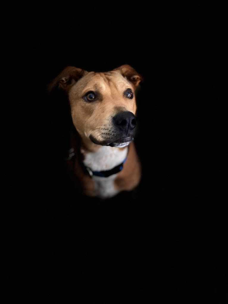 Everest, an American Pit Bull Terrier and Chow Chow mix tested with EmbarkVet.com