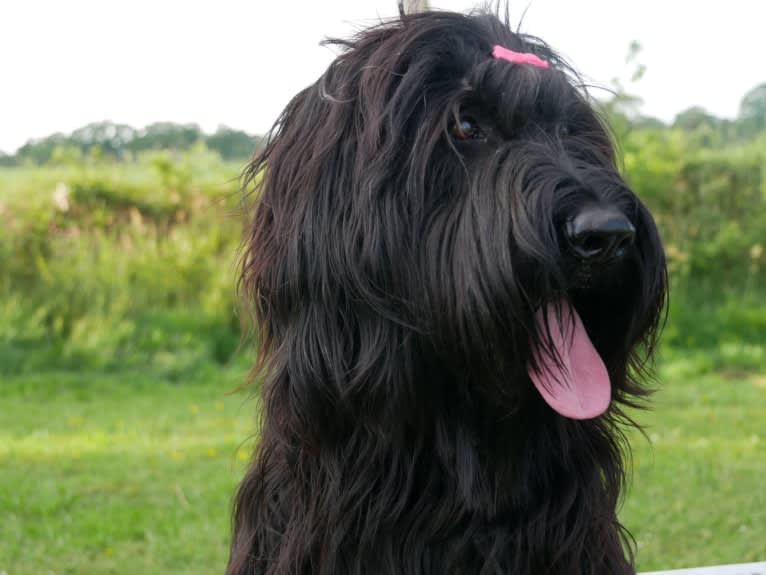 Nouckie, a Briard tested with EmbarkVet.com