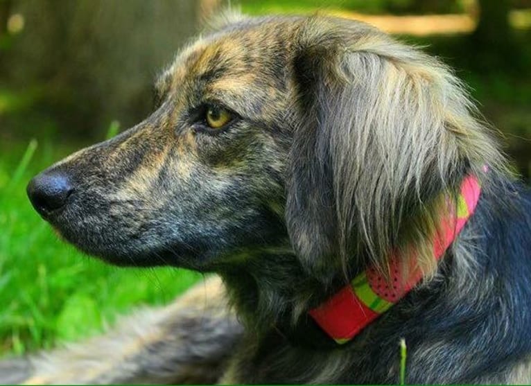 Mama dáy, a Plott and Border Collie mix tested with EmbarkVet.com