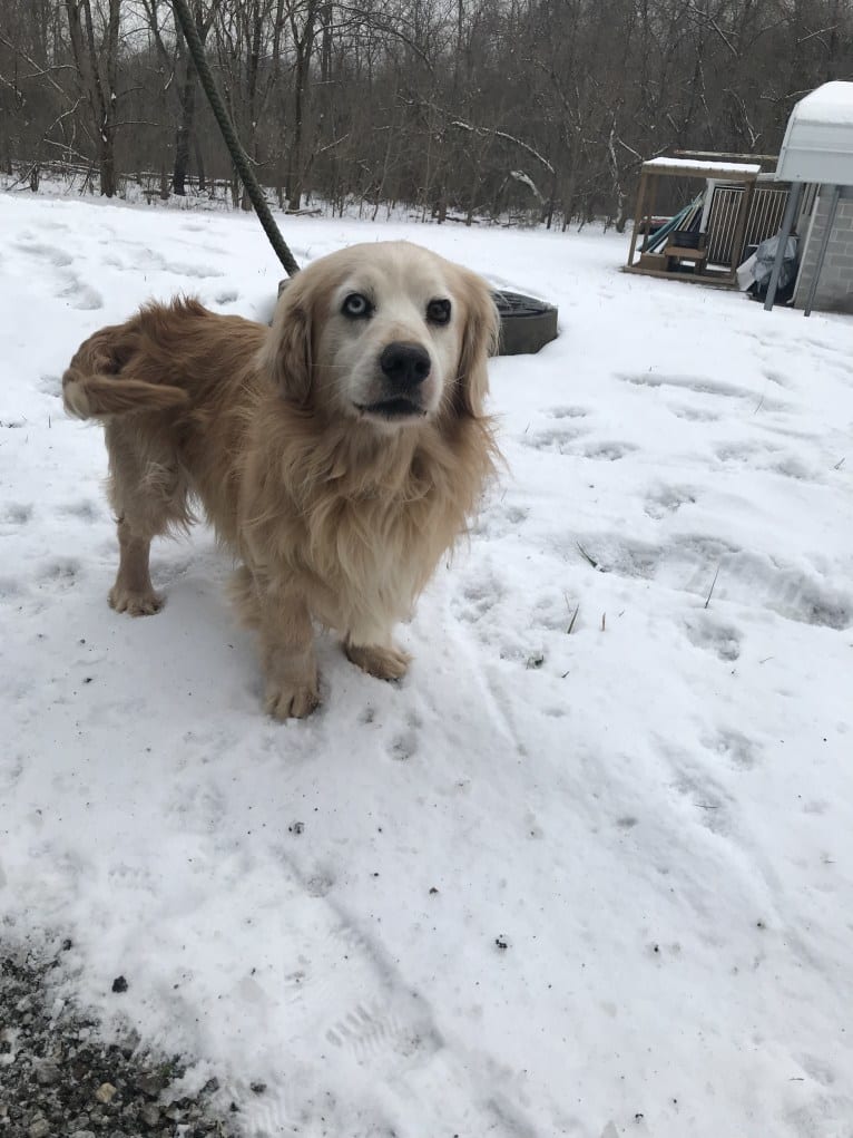 Jericho, a Golden Retriever and Shih Tzu mix tested with EmbarkVet.com