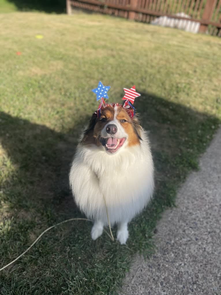 Milo, an English Shepherd tested with EmbarkVet.com