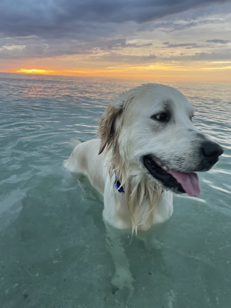 Hudson Gene Dement, a Golden Retriever tested with EmbarkVet.com