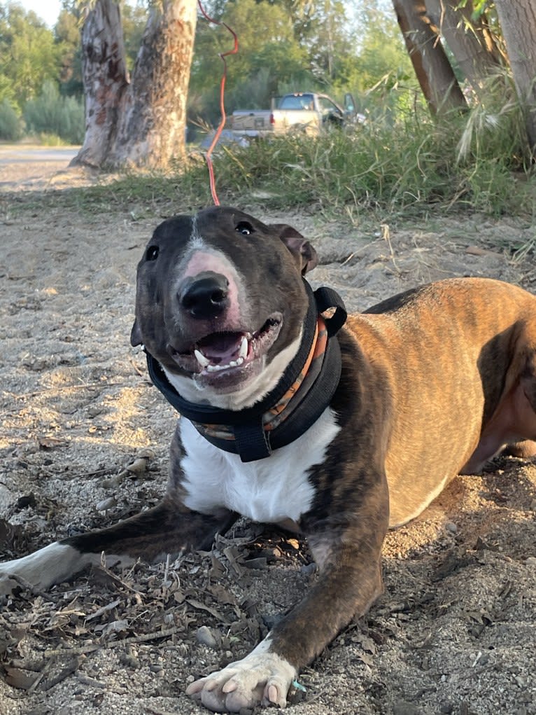 Dippy, a Bull Terrier tested with EmbarkVet.com