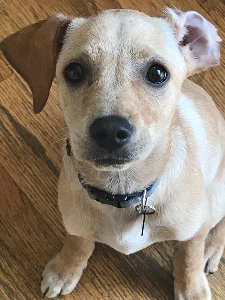 Coby, a Golden Retriever and Poodle (Small) mix tested with EmbarkVet.com