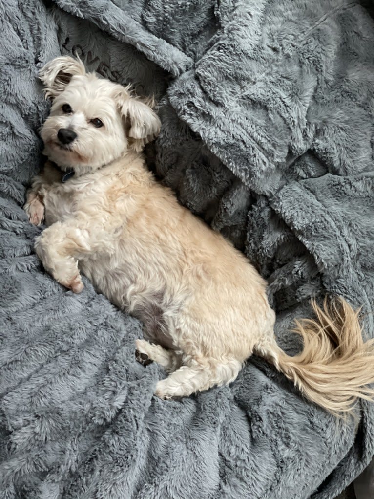 Mr. Simi, an American Eskimo Dog and Poodle (Small) mix tested with EmbarkVet.com