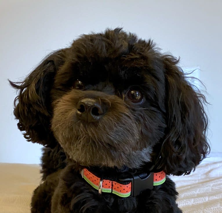 Samwise the Brave, a Poodle (Small) and Shih Tzu mix tested with EmbarkVet.com