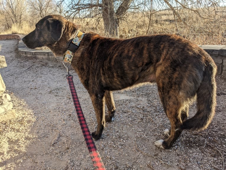 Zion, an American Pit Bull Terrier and Chow Chow mix tested with EmbarkVet.com