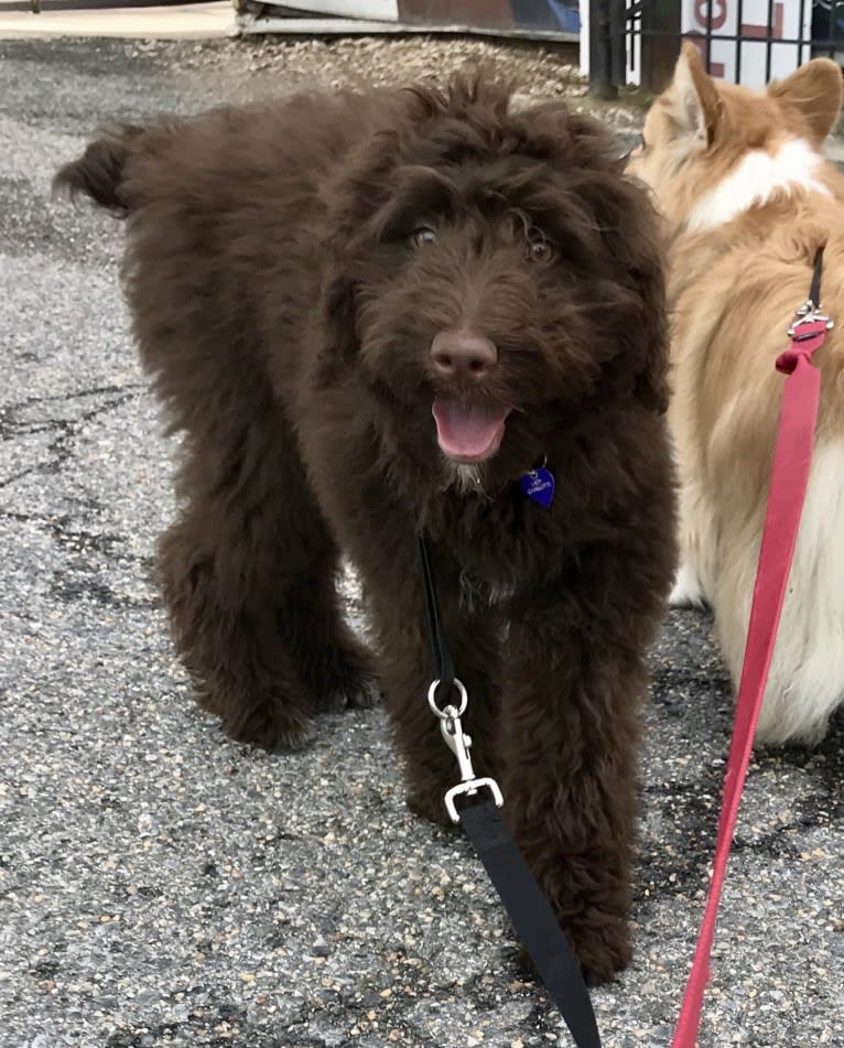 Lady Charlotte, an Aussiedoodle tested with EmbarkVet.com