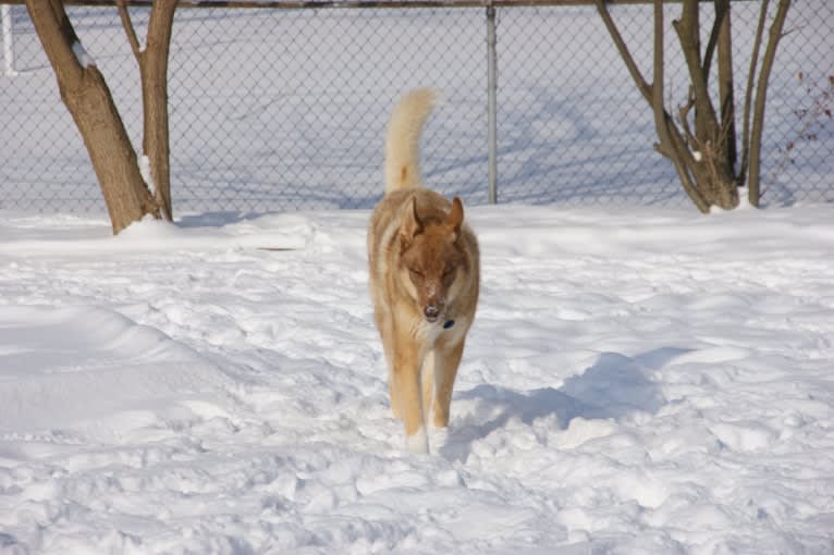 Duvel, a Siberian Husky and German Shepherd Dog mix tested with EmbarkVet.com