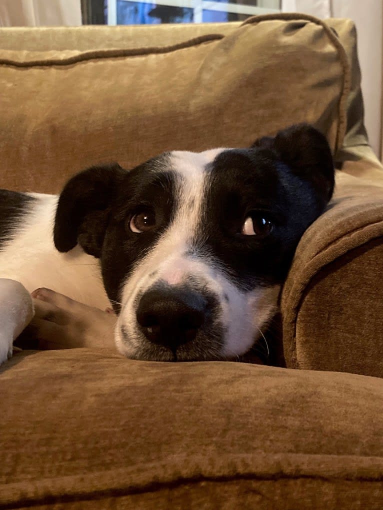 Dolly, an American Pit Bull Terrier and Labrador Retriever mix tested with EmbarkVet.com