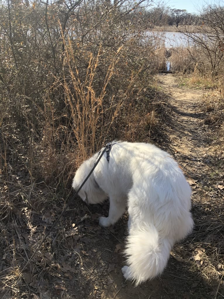 Looney “Chik’in Mini Bandit” Bear, a Great Pyrenees tested with EmbarkVet.com