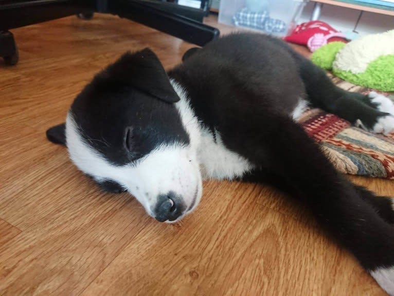 Whisky, an Australian Shepherd and Dalmatian mix tested with EmbarkVet.com