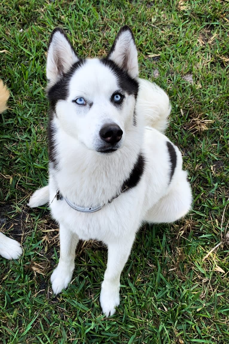 Pirate, a Siberian Husky tested with EmbarkVet.com