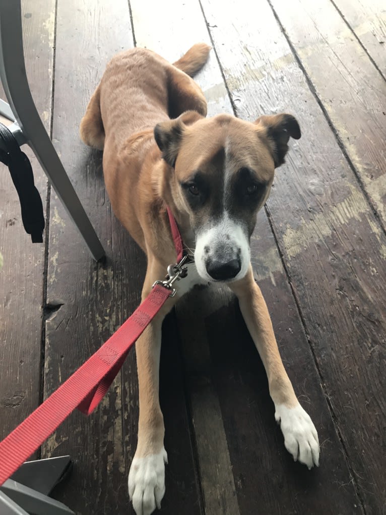 Cheese, an American Pit Bull Terrier and Rottweiler mix tested with EmbarkVet.com