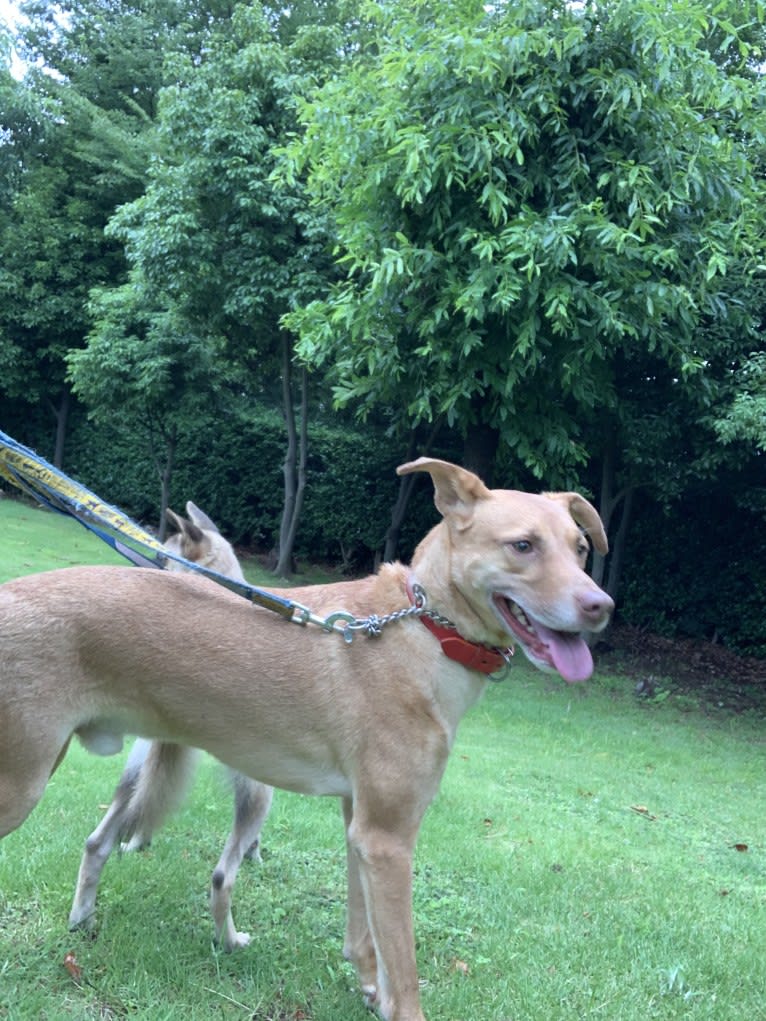 Miley, a Kishu Ken and Shiba Inu mix tested with EmbarkVet.com