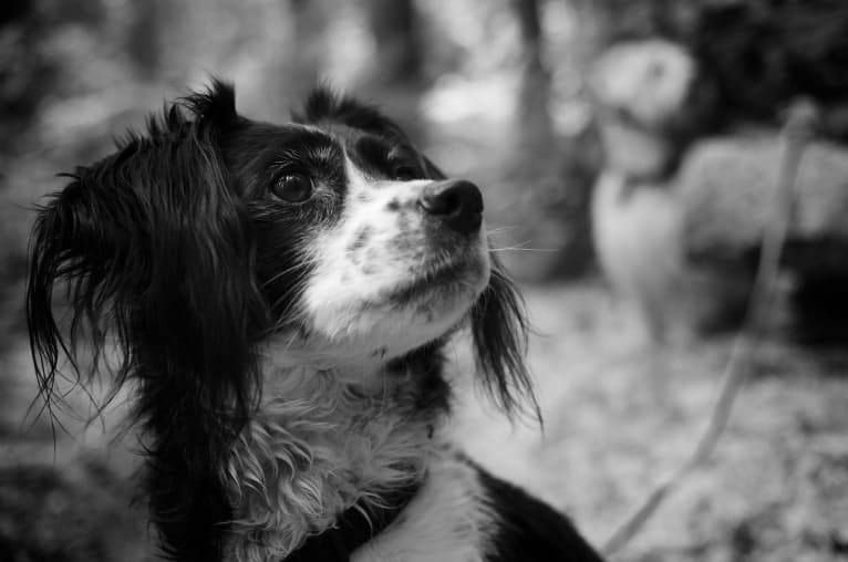 순이, a Cocker Spaniel and Miniature Pinscher mix tested with EmbarkVet.com