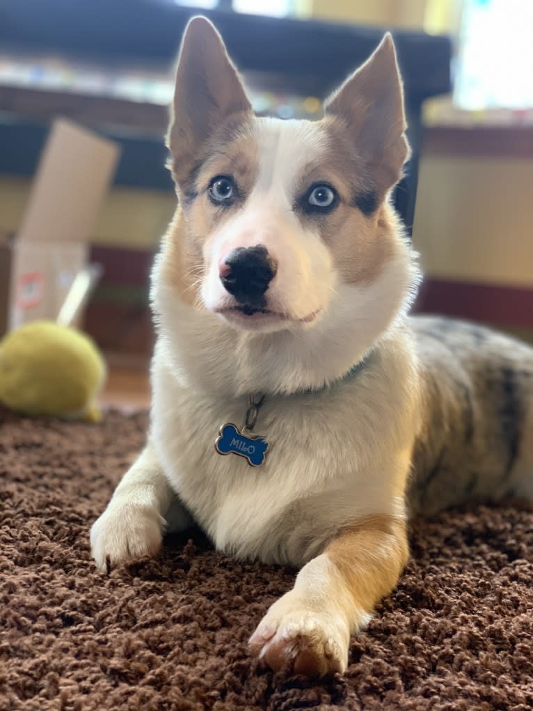 Milo, a Pembroke Welsh Corgi and Australian Shepherd mix tested with EmbarkVet.com