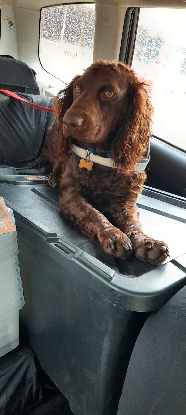 Pepper, a Murray River Retriever tested with EmbarkVet.com