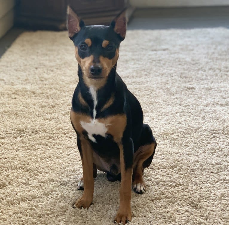 Vinny, a Miniature Pinscher tested with EmbarkVet.com