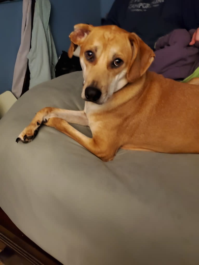 Steve, a Mountain Cur and Chihuahua mix tested with EmbarkVet.com