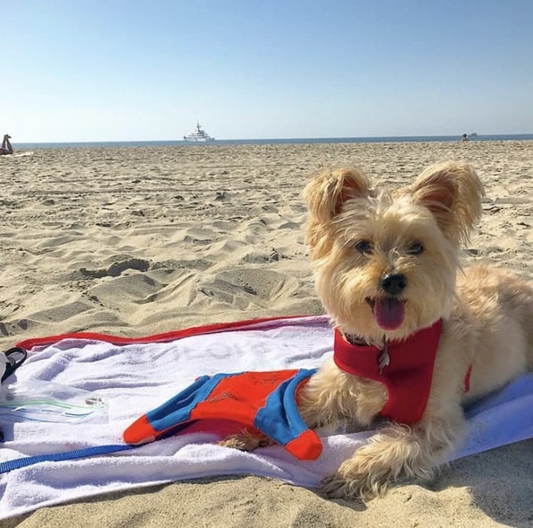 Buster, a Yorkshire Terrier and Coton de Tulear mix tested with EmbarkVet.com