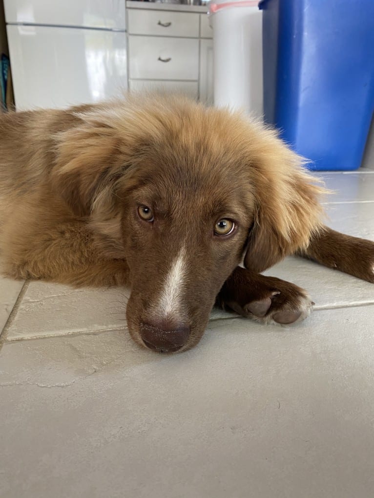 Summit, a Border Collie and Great Pyrenees mix tested with EmbarkVet.com