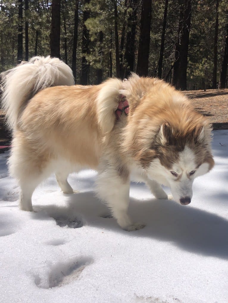 Maizy, a Siberian Husky and Alaskan Malamute mix tested with EmbarkVet.com