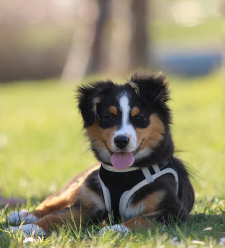 Nuka, an Australian Shepherd tested with EmbarkVet.com