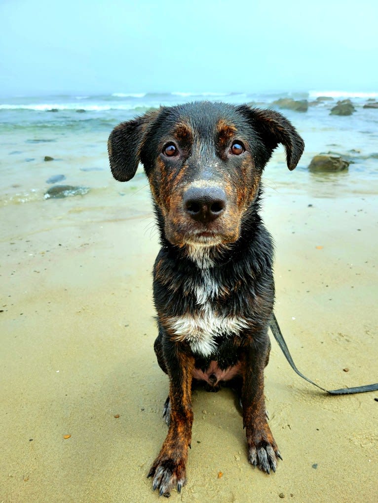 Zuko, a German Shepherd Dog and Rottweiler mix tested with EmbarkVet.com