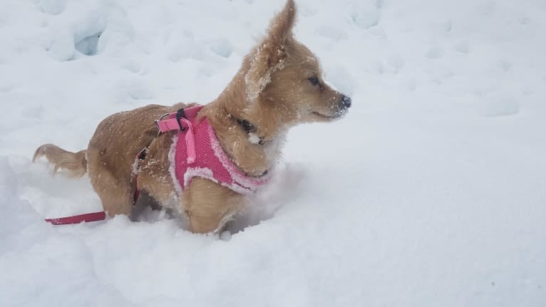 Hopper, a Chihuahua and Maltese mix tested with EmbarkVet.com