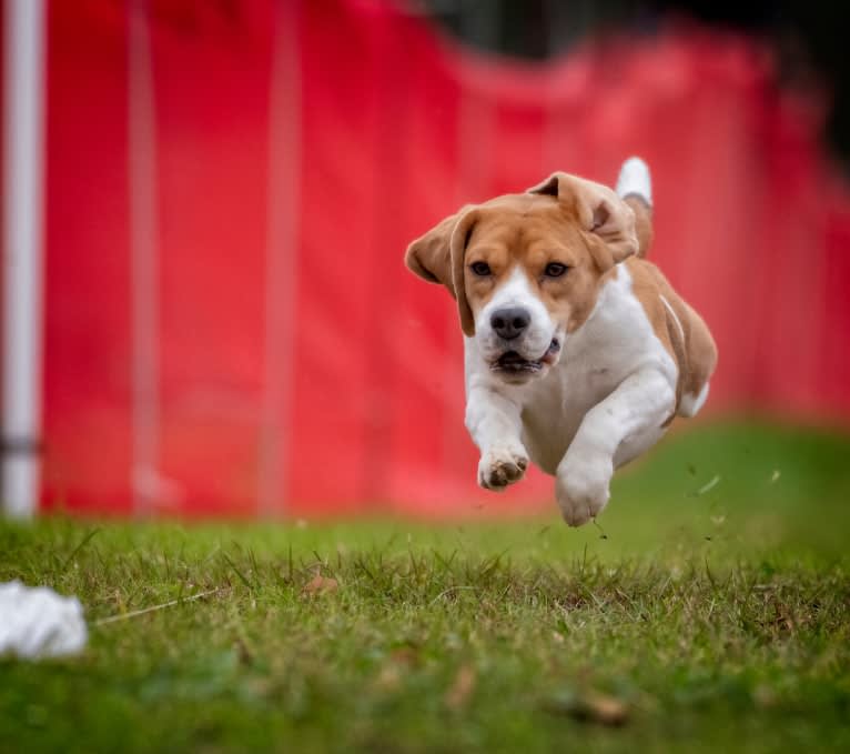 Coulson, a Beagle tested with EmbarkVet.com