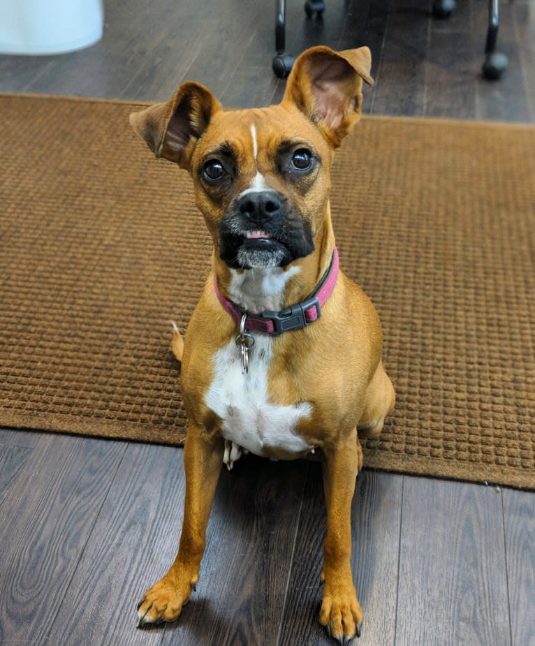 Olive, a Boxer and Miniature Schnauzer mix tested with EmbarkVet.com