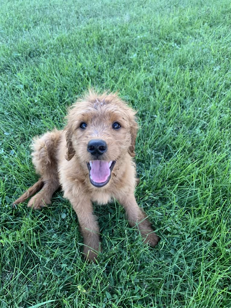 Gray Collar, a Goldendoodle tested with EmbarkVet.com