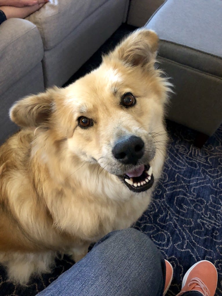 Sperry, a Chow Chow and German Shepherd Dog mix tested with EmbarkVet.com