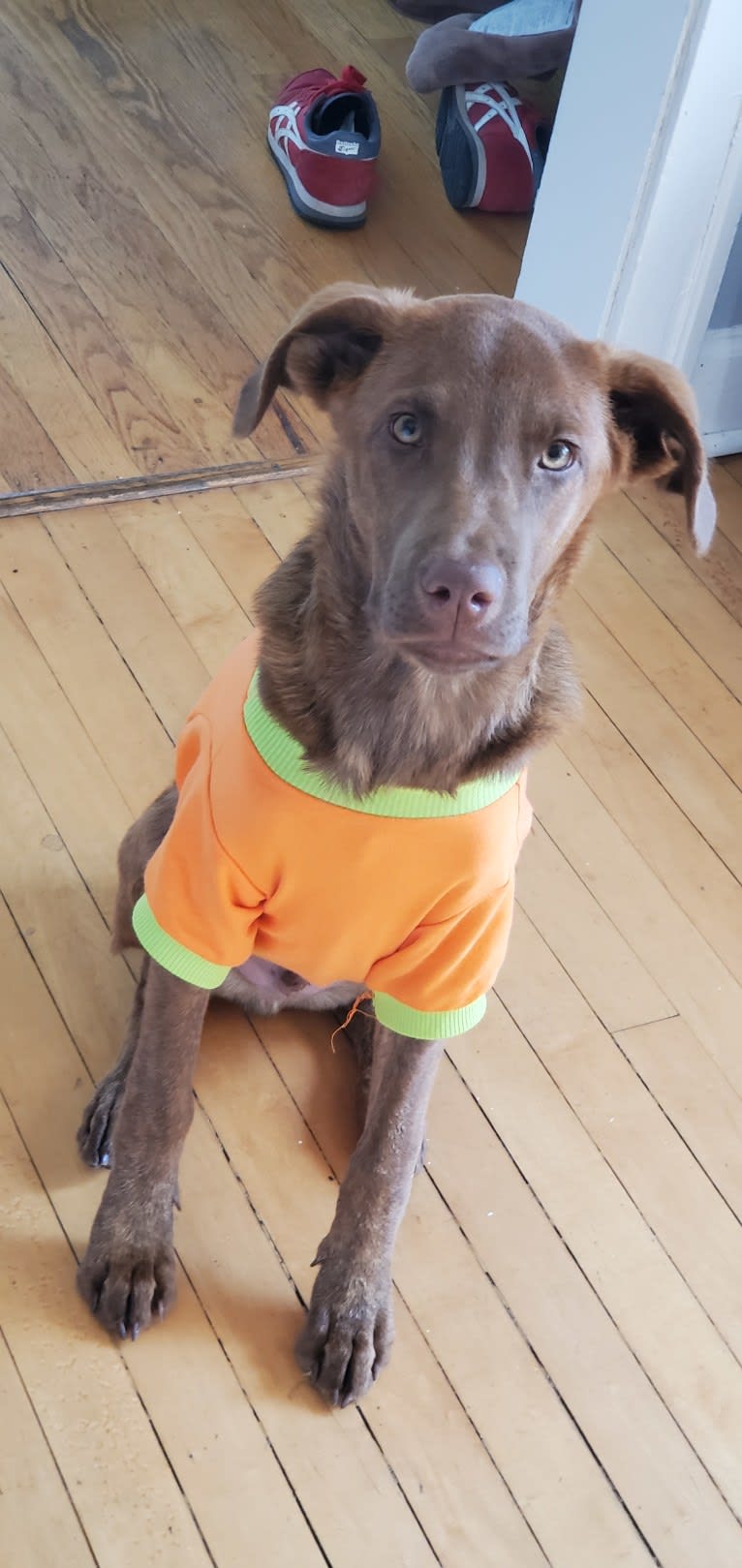 Frankie, an Australian Cattle Dog and Labrador Retriever mix tested with EmbarkVet.com