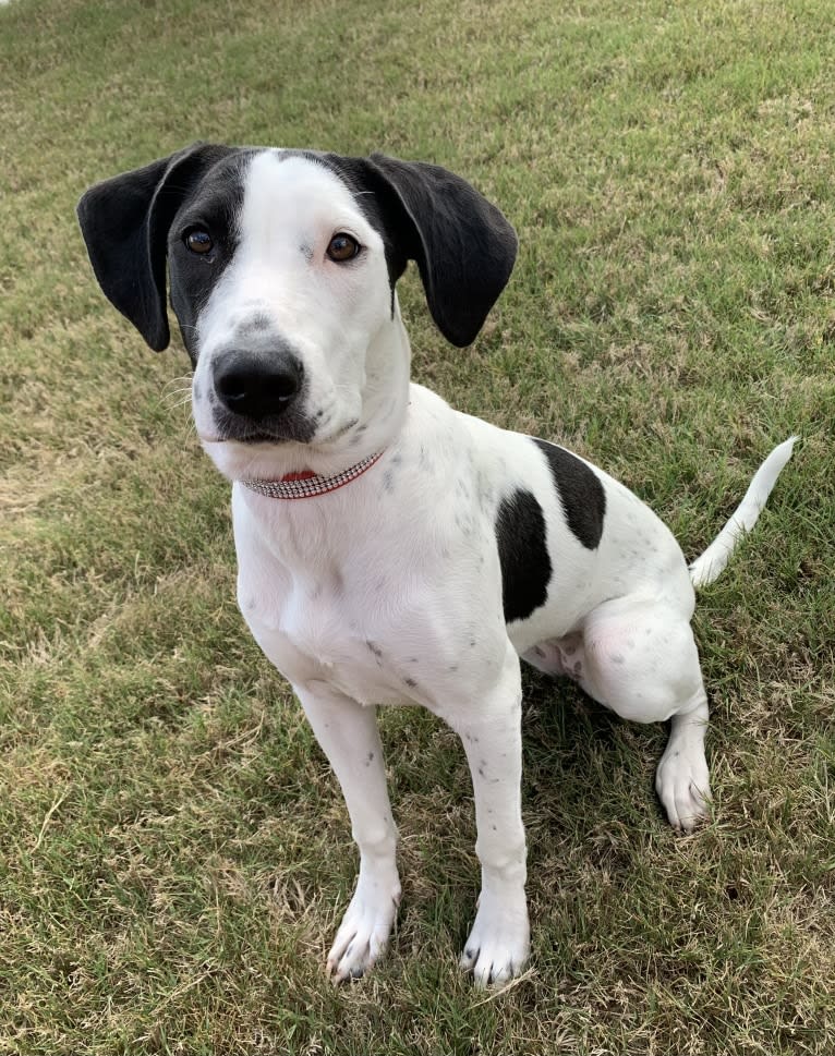 Lila, an American Pit Bull Terrier and Beagle mix tested with EmbarkVet.com